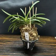 風蘭　富貴蘭　富嶽　特売　特大株のサムネイル