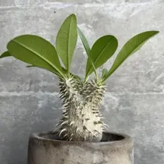 パキポディウム　恵比寿大黒　No.001　鉢、送料込　メルカリ便 パキポディウム 恵比寿大黒 No.001 鉢、送料込 メルカリ便