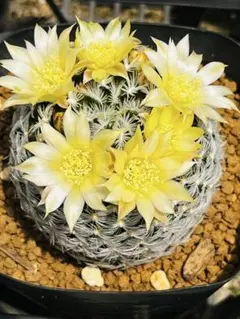 꽃과 함께 ❗️ 맘밀라리아 ☆ 흰 가시 ☆ 두에이 ☆ 둥근 선인장 ☆
