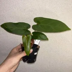 Anthurium RL（JV）✖️Papillilaminum