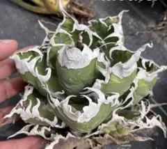 2025年最新】メリクロン アガベの人気アイテム - メルカリ