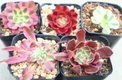2026年最新】観葉植物 アエオニウムの人気アイテム - メルカリ