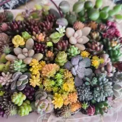 多肉植物寄せ植え　そのまま飾れる寄せ植え　ちまちま寄せ植え　カット苗