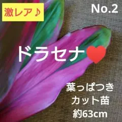 No.1【激レア！】ドラセナ♥️葉っぱつきカット苗約63cm No.1【激レア！】ドラセナ♥️葉っぱつきカット苗約63cm - メルカリ