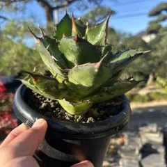 【稀少】2 オアハカオテロイ コンパクタ 強棘肉厚短葉タイプ アガベチタノタ 2026年最新】オアハカオテロイの人気アイテム - メルカリ