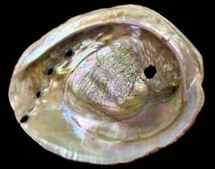 あわび　貝殻　約20×15㎝ あわび 貝殻 約20×15㎝