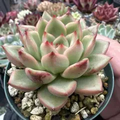 多肉植物抜き苗♡フロストフラワー♡6cmポット - メルカリ