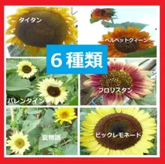 【ひまわりの種】６種類