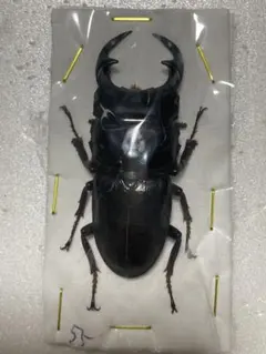 標本オオクワガタのサムネイル