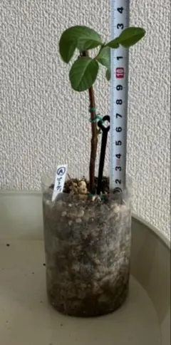 希少ピンクグァバ 苗木　取り木苗 2026年最新】グァバ 苗木の人気アイテム - メルカリ