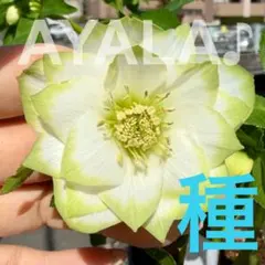 2026年最新】曽田園芸の人気アイテム - メルカリ