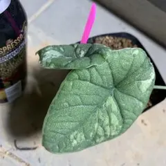 ちぃ　ご購入前にプロフ必読して下さい❣様 リクエスト 2点 まとめ商品