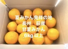 273)数量限定　甘すぎる　せとか　みかん　有田産　果物 旬 561)数量限定 甘すぎる せとか みかん 有田産 果物 旬 - メルカリ