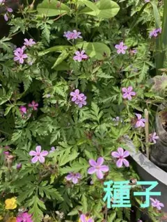ハギ 抜き苗 山野草 抜き苗 小苗 2苗 ⑵ - メルカリ