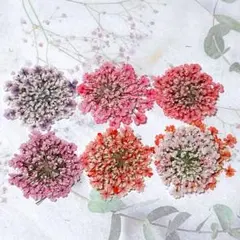 押し花素材＊レースフラワー　中サイズ25
