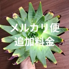 【soulflower94】アロエ ポリフィラ 錦 斑入 アロエ ポリフィラ 錦 | Pay ID