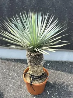 2025年最新】ユッカ リネアリフォリアの人気アイテム - メルカリ