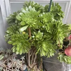 樹齢30年金のなる木 カネノナルキ 成金草 多肉植物 超特大個体 抜き苗