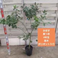 かぼす 4年生 苗木 実つき 21cm 7号ポリポット入り かぼす 4年生 苗木 実つき 21cm 7号ポリポット入り - メルカリ