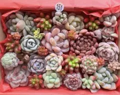 【151】多肉植物 カット苗詰め合わせ 寄せ植えセット■感謝SALE■