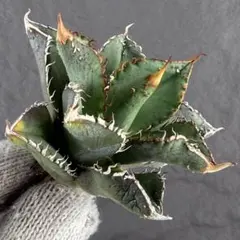 2026年最新】アガベ ブツブツの人気アイテム - メルカリ