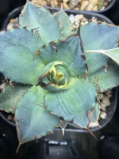 アガベ ホリダ 極上株 強刺 球状株 三頭株 Agave horrid アガベ ホリダ 極上株 極上強刺 Agave horrida 球状株 - メルカリ