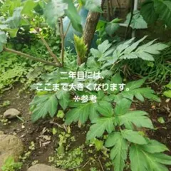 レカノプテリス バルゴイ ノーススラウェシ 胞子 - メルカリ