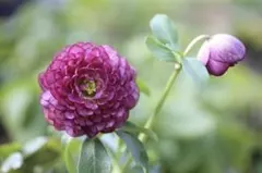 アリス&レンママ様専用 クリスマスローズ 小苗 DDポンポン咲き セルフ