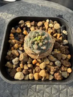 2026年最新】オベサ鉄甲の人気アイテム - メルカリ