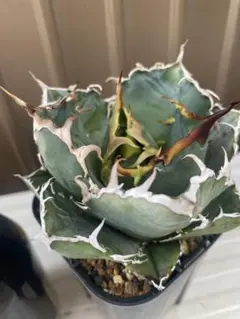 セファロタス Big Boy(ビッグボーイ) 食虫植物 【匿名配送】 - メルカリ