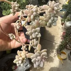 多肉植物 姫秋麗 ポットごと - メルカリ