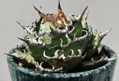 2025年最新】アガベチタノタシーザーの人気アイテム - メルカリ