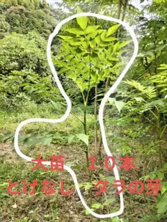 大苗　１０本　とげなしタラの芽 栽培用　毎年収穫可能のサムネイル