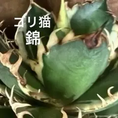 Agave レッドキャットウィーズル錦　極上血統　選抜株　鉢ごと発送のサムネイル