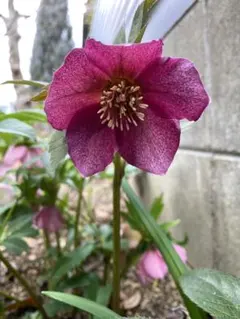 2026年最新】クリスマスローズ開花株の人気アイテム - メルカリ