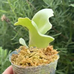 P. willinckii 'Leonids' OC - メルカリ