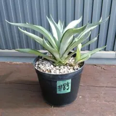 2025年最新】デスメティアーナ クイックシルバーの人気アイテム