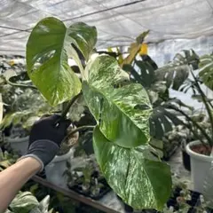 2026年最新】モンステラ ホワイトタイガー ハーフムーンの人気アイテム