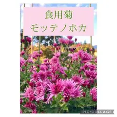 【SALE】食用菊 モッテノホカ 延命楽♪ 3本＋おまけ2本　安心の匿名配送のサムネイル
