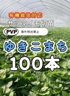 さつまいも苗　ゆきこまち 切苗 100本 さつまいも苗 ゆきこまち 切苗 100本 - メルカリ