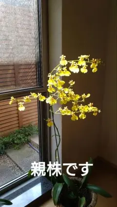 オンシジウム 株分けのサムネイル