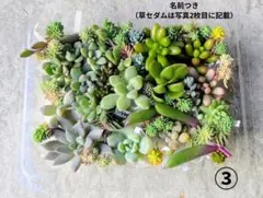 小林優花様 リクエスト 2点 まとめ商品