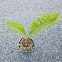 オ*ン様 Z131黄色の羽状葉 ヤシ科 植物ソテツ錦、希少株（在庫の最後の