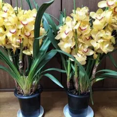 2026年最新】シンビジュウムの人気アイテム - メルカリ