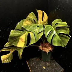 2026年最新】モンステラボルシギアナの人気アイテム - メルカリ