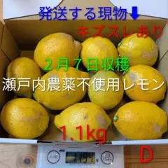 D ２月７日収穫 新鮮！瀬戸内の農薬不使用レモン　キズスレあり