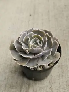 ♡多肉植物♡　★シャビアナローズ★　カット苗(^^)d・*:..。