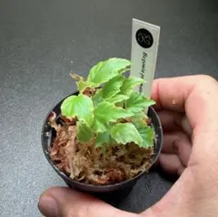 かずまる様 リクエスト 3点 まとめ商品