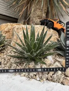 2025年最新】耐寒性アガベの人気アイテム - メルカリ