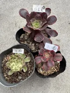 チ*き様 6 海王 3種セット アエオニウム 多肉植物 抜き苗 根あり